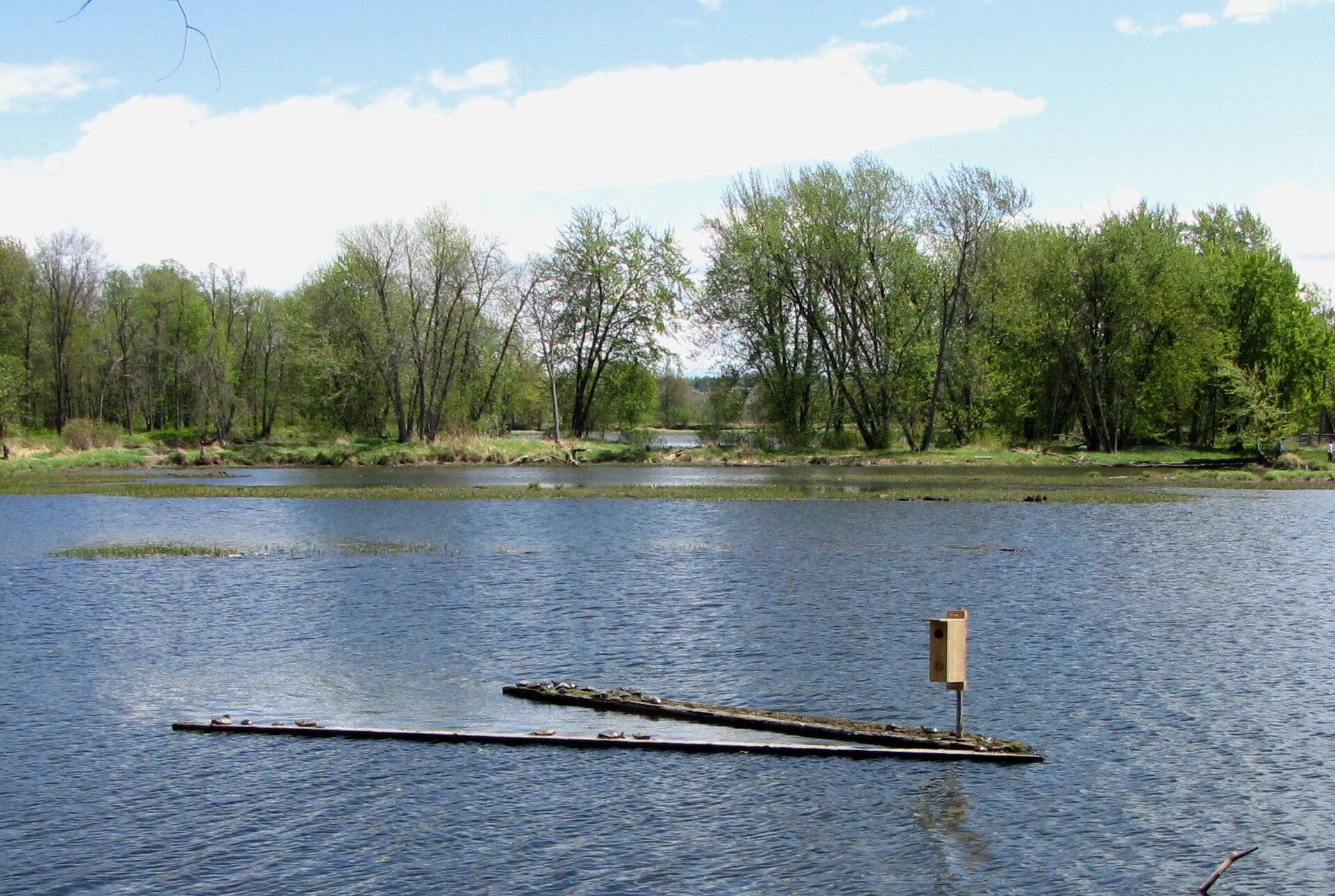 Turtle Pond at Petrie Island Park in Orléans, Ottawa